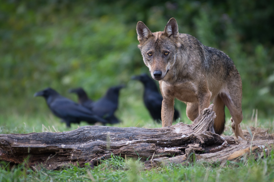  Wilk Biesczaty Nikon D7200 NIKKOR 200-500mm f/5.6E AF-S dzikiej przyrody szakal ssak fauna kojot pies jak ssak trawa zwierzę lądowe czerwony wilk