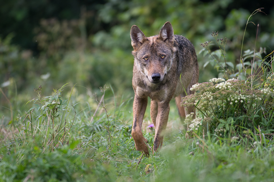 Wilk Biesczaty Nikon D7200 NIKKOR 200-500mm f/5.6E AF-S dzikiej przyrody ssak fauna szakal pies jak ssak trawa Saarloos wolfdog kojot wolfdog