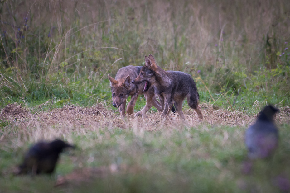  Młode wilki Biesczaty Nikon D7200 NIKKOR 200-500mm f/5.6E AF-S dzikiej przyrody fauna ssak pies jak ssak trawa carnivoran grupa psów
