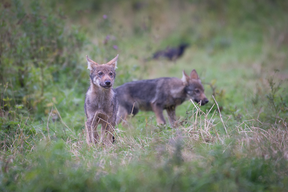  Młode wilki Biesczaty Nikon D7200 NIKKOR 200-500mm f/5.6E AF-S dzikiej przyrody szakal fauna ssak kojot trawa zwierzę lądowe kit lis szary lis dhole