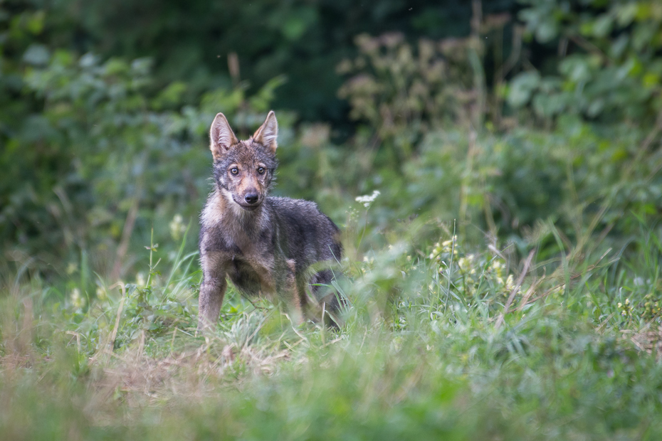  Młody wilk Biesczaty Nikon D7200 NIKKOR 200-500mm f/5.6E AF-S dzikiej przyrody szakal fauna ssak trawa kojot łąka szary lis zwierzę lądowe wallaby