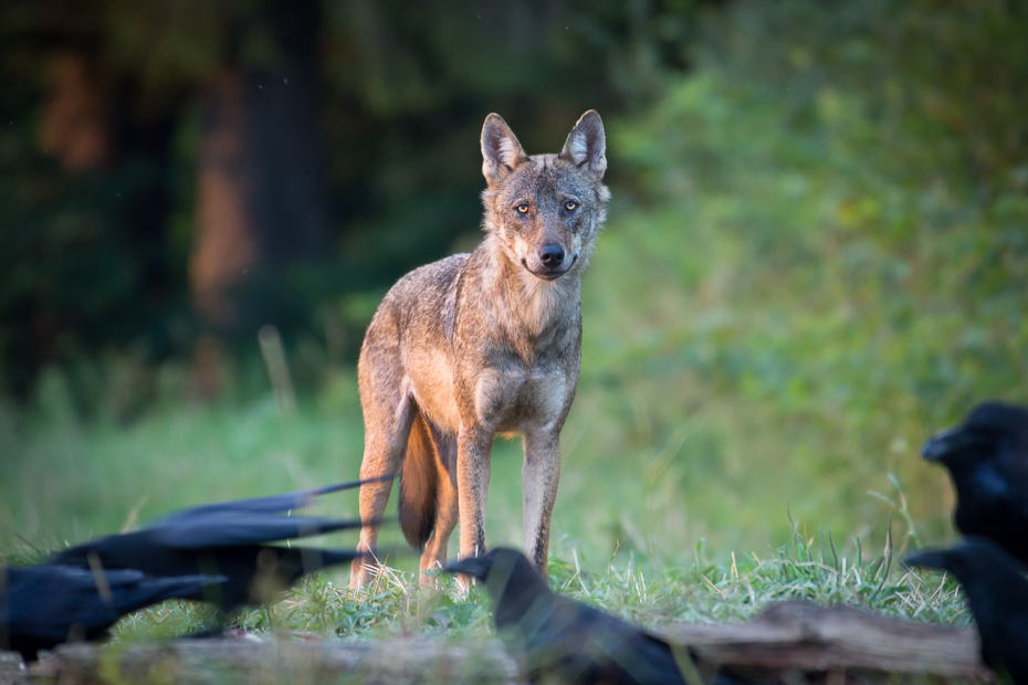  Wilk Biesczaty Nikon D7200 NIKKOR 200-500mm f/5.6E AF-S dzikiej przyrody ssak fauna szakal pies jak ssak kojot trawa kunming wolfdog pysk