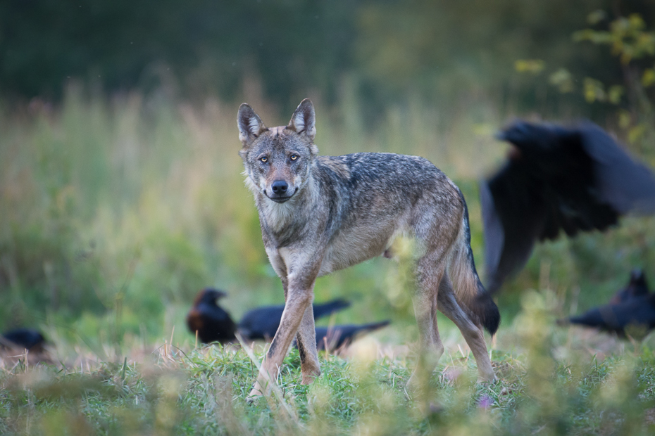  Wilk Biesczaty Nikon D7200 NIKKOR 200-500mm f/5.6E AF-S dzikiej przyrody szakal ssak fauna pustynia kojot pies jak ssak trawa pysk