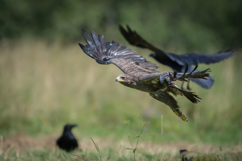  Orlik krzykliwy Biesczaty Nikon D7200 NIKKOR 200-500mm f/5.6E AF-S ptak fauna ekosystem dzikiej przyrody dziób ecoregion ptak drapieżny pióro skrzydło Wrona jak ptak