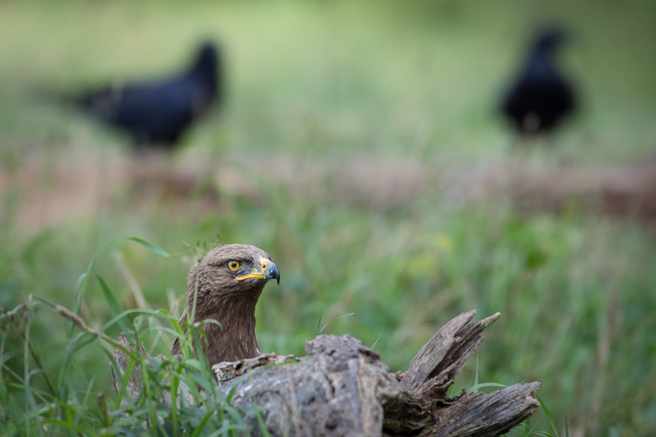  Orlik krzykliwy Biesczaty Nikon D7200 NIKKOR 200-500mm f/5.6E AF-S ptak dziób fauna ekosystem trawa dzikiej przyrody ptak drapieżny myszołów ecoregion organizm