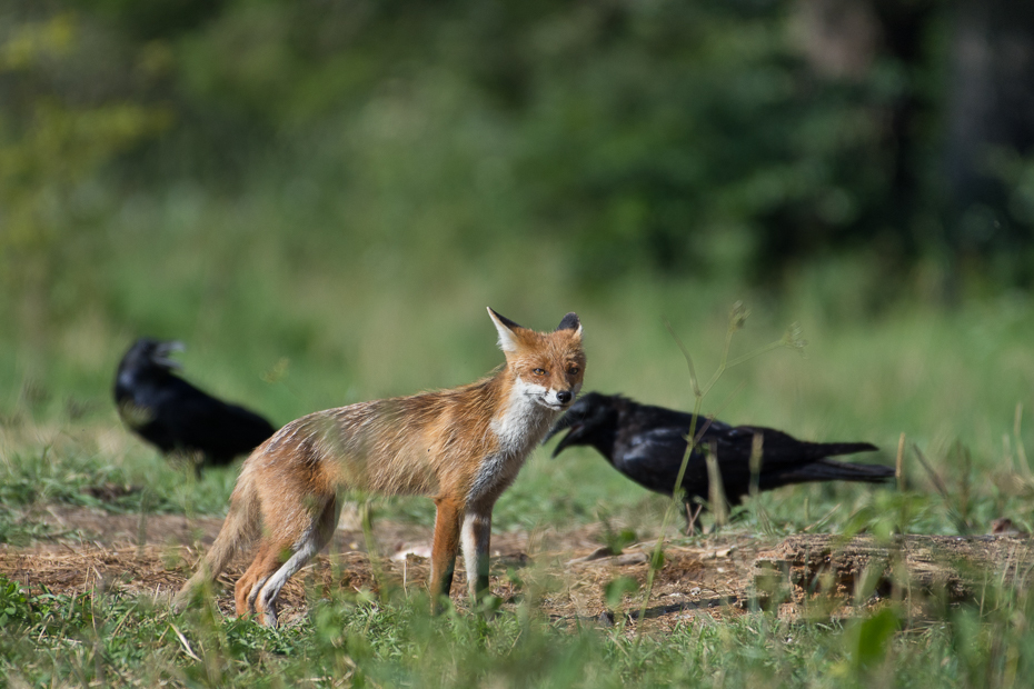  Lis Biesczaty Nikon D7200 NIKKOR 200-500mm f/5.6E AF-S dzikiej przyrody ssak fauna lis czerwony lis trawa szakal