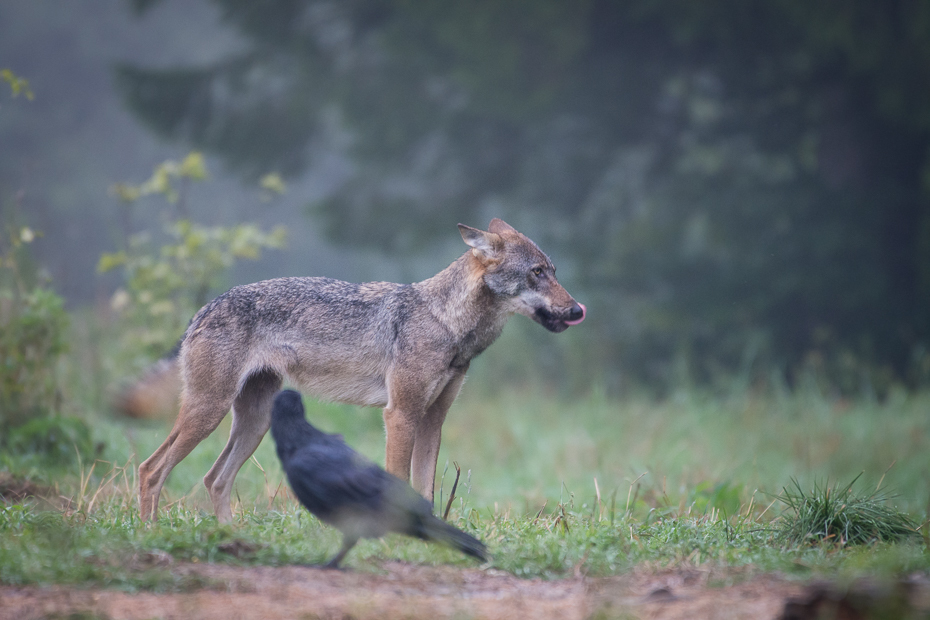 Wilk Biesczaty Nikon D7200 NIKKOR 200-500mm f/5.6E AF-S dzikiej przyrody ssak fauna szakal trawa kojot pies jak ssak pysk