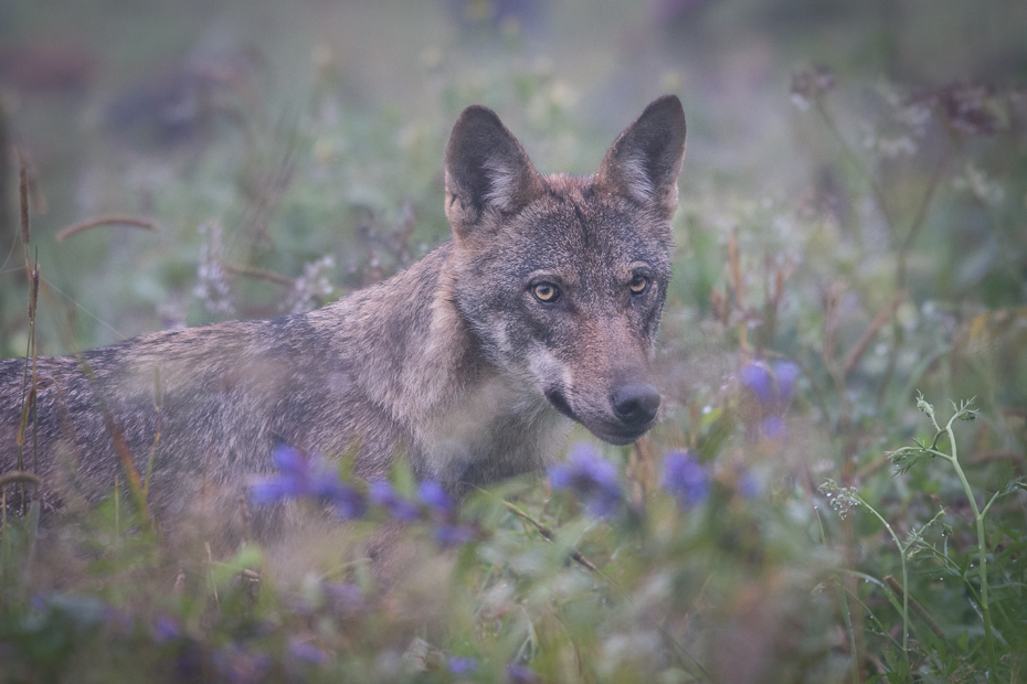  Wilk gorczycy Biesczaty Nikon D7200 NIKKOR 200-500mm f/5.6E AF-S dzikiej przyrody szakal fauna ssak pustynia kojot czerwony wilk dhole pysk