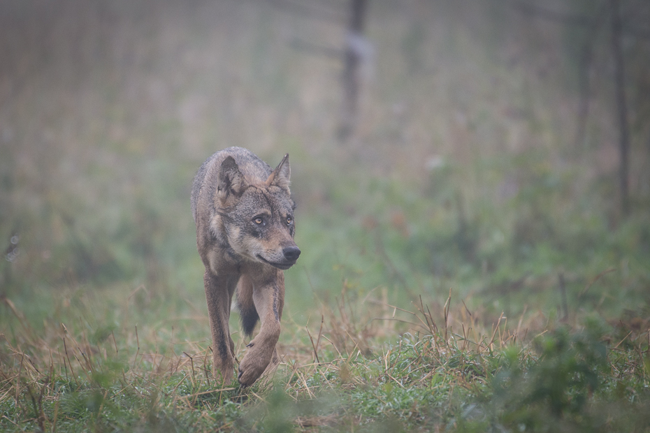  Wilk Biesczaty Nikon D7200 NIKKOR 200-500mm f/5.6E AF-S dzikiej przyrody ssak fauna pustynia szakal pysk zwierzę lądowe trawa kojot