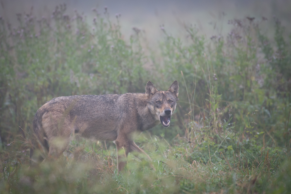  Wilk Biesczaty Nikon D7200 NIKKOR 200-500mm f/5.6E AF-S dzikiej przyrody fauna ssak szakal kojot pustynia trawa pies jak ssak szary lis