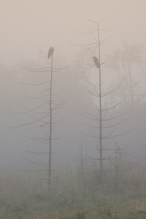  Kruki Biesczaty Nikon D7200 NIKKOR 200-500mm f/5.6E AF-S mgła zamglenie niebo drzewo ranek napowietrzna linia energetyczna trójząb ecoregion mżawka