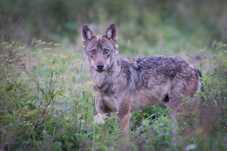  Wilk Biesczaty Nikon D7200 NIKKOR 200-500mm f/5.6E AF-S dzikiej przyrody szakal ssak fauna pustynia pies jak ssak kojot trawa zwierzę lądowe