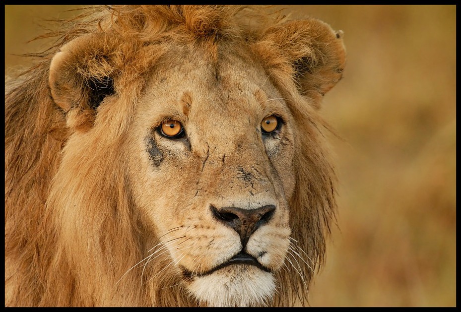  Lew Przyroda lew ssaki kenia lwy Nikon D200 Sigma APO 500mm f/4.5 DG/HSM Kenia 0 dzikiej przyrody ssak zwierzę lądowe fauna masajski lew wąsy duże koty pysk grzywa
