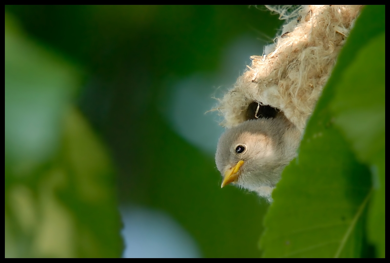  Remiz juv. Ptaki remiz ptaki młody Nikon D200 Sigma APO 50-500mm f/4-6.3 HSM Zwierzęta ptak dziób fauna dzikiej przyrody ścieśniać liść flycatcher starego świata organizm fotografia makro gałąź