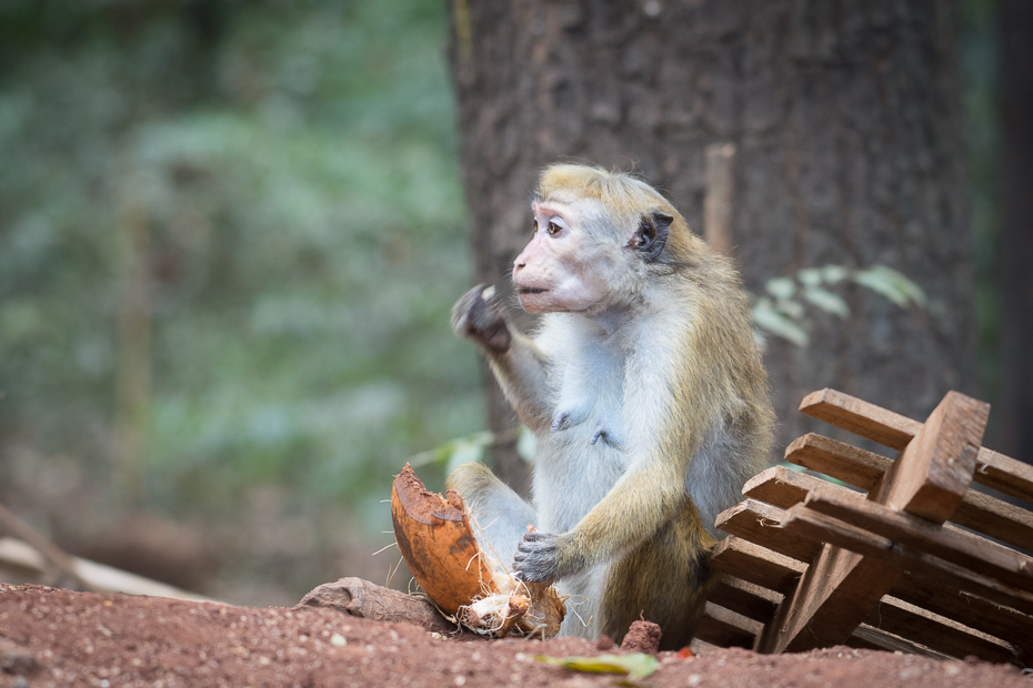  Makak Ssaki Nikon D7200 AF-S Nikkor 70-200mm f/2.8G Sri Lanka 0 fauna makak ssak prymas dzikiej przyrody stary świat małpa świątynia nowa małpa świata organizm drzewo