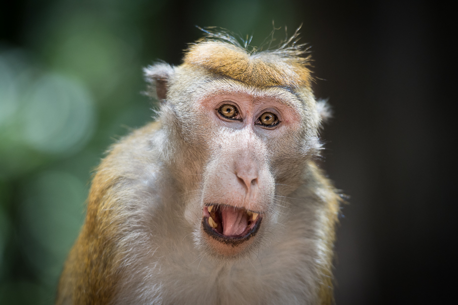  Makak Ssaki Nikon D7200 AF-S Nikkor 70-200mm f/2.8G Sri Lanka 0 makak Twarz fauna ssak prymas stary świat małpa oko dzikiej przyrody ścieśniać pysk
