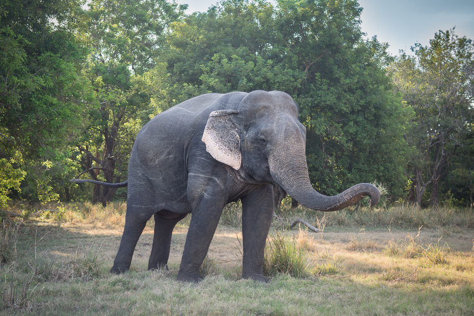  Słoń cejloński Ssaki Nikon D7200 NIKKOR 200-500mm f/5.6E AF-S Sri Lanka 0 słoń słonie i mamuty dzikiej przyrody zwierzę lądowe słoń indyjski fauna kieł Słoń afrykański trawa safari