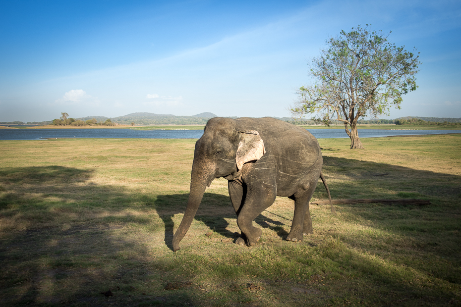  Słoń cejloński Ssaki Nikon D7200 NIKKOR 200-500mm f/5.6E AF-S Sri Lanka 0 słonie i mamuty słoń dzikiej przyrody słoń indyjski ssak łąka Słoń afrykański niebo trawa safari