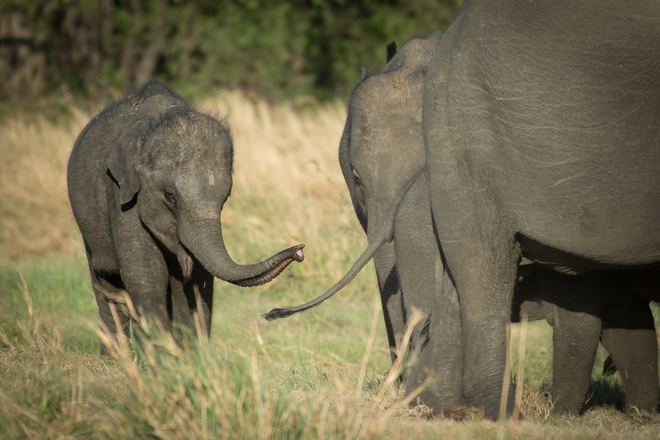  Słoń cejloński Ssaki Nikon D7200 NIKKOR 200-500mm f/5.6E AF-S Sri Lanka 0 słoń słonie i mamuty dzikiej przyrody zwierzę lądowe słoń indyjski ssak fauna pustynia Słoń afrykański kieł
