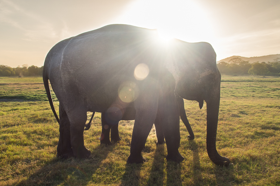  Słoń cejloński Ssaki Nikon D7200 AF-S Zoom-Nikkor 17-55mm f/2.8G IF-ED Sri Lanka 0 słonie i mamuty łąka dzikiej przyrody ssak słoń słoń indyjski trawa niebo pastwisko zwierzę lądowe
