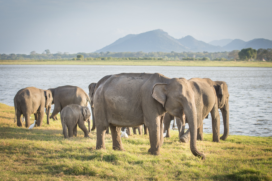  Słoń cejloński Ssaki Nikon D7200 AF-S Zoom-Nikkor 17-55mm f/2.8G IF-ED Sri Lanka 0 słoń słonie i mamuty dzikiej przyrody zwierzę lądowe słoń indyjski łąka kieł Słoń afrykański safari fauna