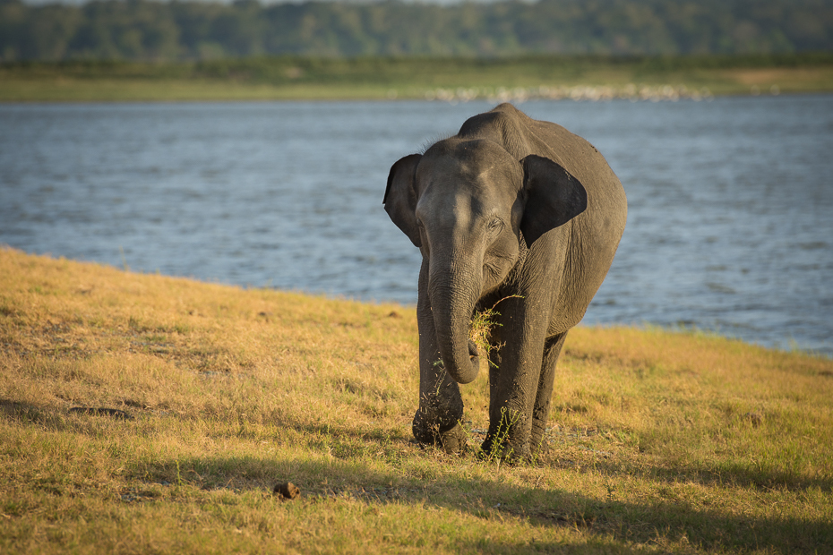 Słoń cejloński Ssaki Nikon D7200 AF-S Zoom-Nikkor 17-55mm f/2.8G IF-ED Sri Lanka 0 słonie i mamuty słoń dzikiej przyrody łąka słoń indyjski ssak zwierzę lądowe ekosystem Słoń afrykański fauna