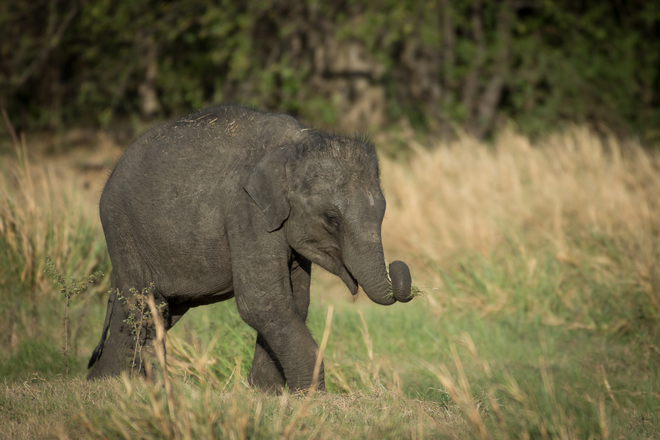  Słoń cejloński Ssaki Nikon D7200 NIKKOR 200-500mm f/5.6E AF-S Sri Lanka 0 słoń słonie i mamuty dzikiej przyrody zwierzę lądowe słoń indyjski fauna ssak Słoń afrykański trawa kieł