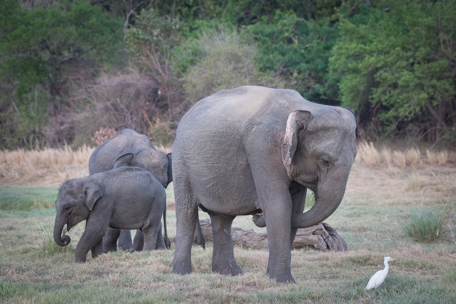  Słoń cejloński Ssaki Nikon D7200 AF-S Nikkor 70-200mm f/2.8G Sri Lanka 0 słoń słonie i mamuty dzikiej przyrody zwierzę lądowe słoń indyjski ssak fauna kieł Słoń afrykański trawa