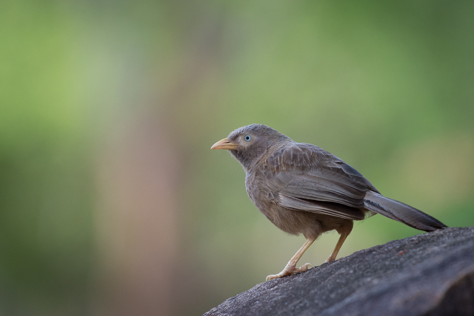  Tymal żółtodzioby Ptaki Nikon D7200 NIKKOR 200-500mm f/5.6E AF-S Sri Lanka 0 ptak fauna dziób dzikiej przyrody zięba flycatcher starego świata Emberizidae organizm wróbel skrzydło