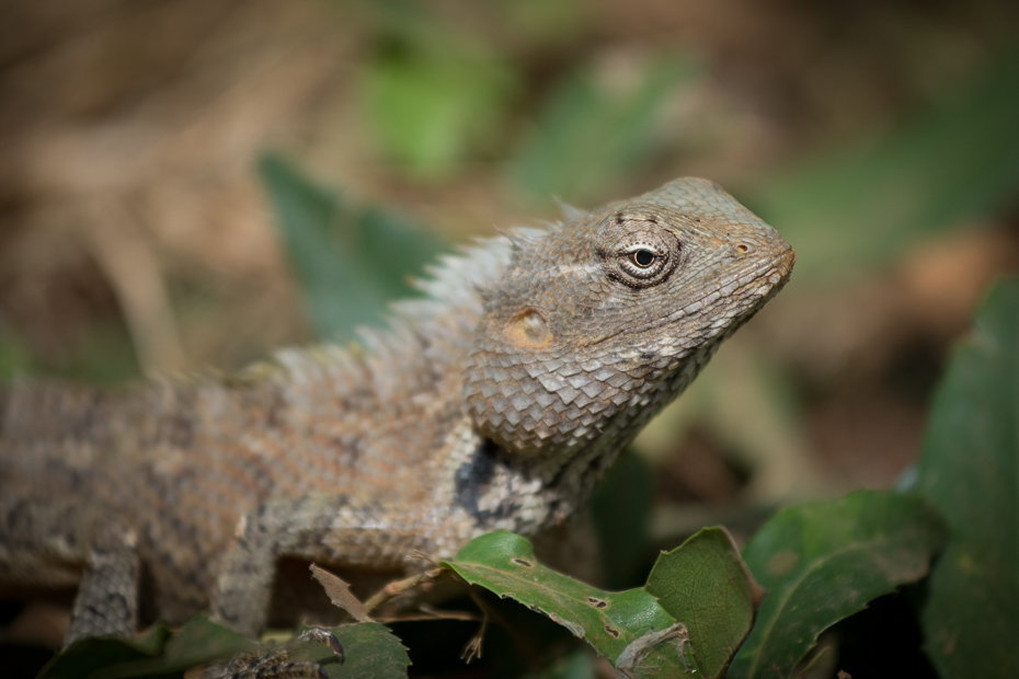  Jaszczurka Gady Nikon D7200 AF-S Nikkor 70-200mm f/2.8G Sri Lanka 0 gad jaszczurka fauna skalowany gad iguana Igwa zwierzę lądowe organizm ścieśniać kameleon
