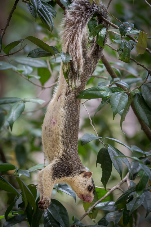  Wiewióra cejlońska Ptaki Nikon D7200 NIKKOR 200-500mm f/5.6E AF-S Sri Lanka 0 fauna ssak dzikiej przyrody flora drzewo wiewiórka gałąź organizm dżungla gryzoń