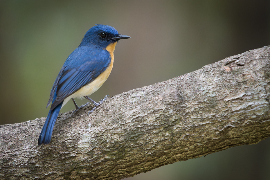  Niltawa trójbarwna Ptaki Nikon D7200 NIKKOR 200-500mm f/5.6E AF-S Sri Lanka 0 ptak niebieski ptak fauna dziób dzikiej przyrody flycatcher starego świata organizm skrzydło ptak przysiadujący pióro