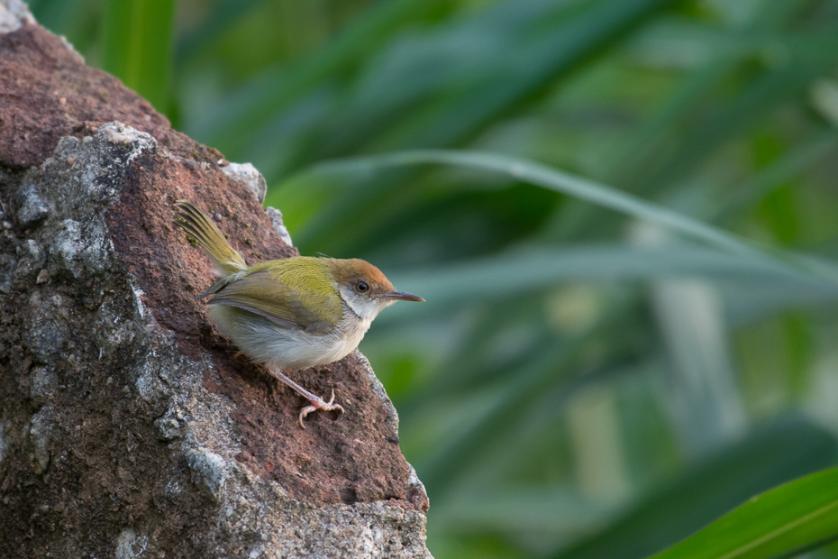  Krawczyk zwyczajny Ptaki Nikon D7200 NIKKOR 200-500mm f/5.6E AF-S Sri Lanka 0 ptak dziób fauna flycatcher starego świata strzyżyk dzikiej przyrody organizm ptak przysiadujący Emberizidae zięba