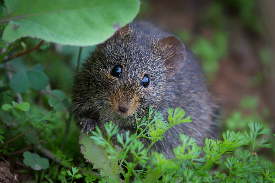  Mysz Ssaki Nikon D7200 NIKKOR 200-500mm f/5.6E AF-S Sri Lanka 0 mysz fauna ssak dzikiej przyrody wąsy muridae szczur piżmak muroidea gryzoń