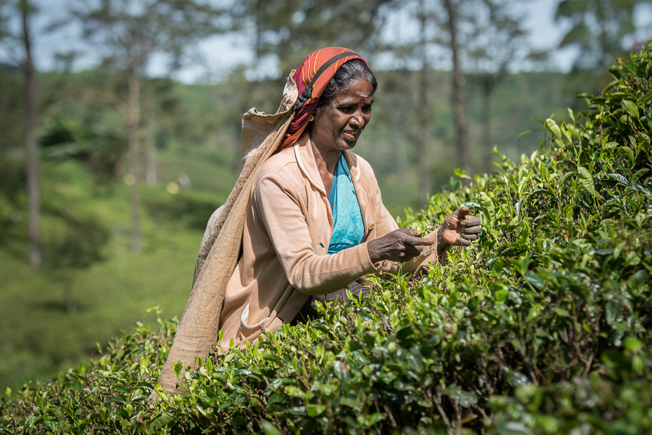  Zbiór herbaty Ludzie Nikon D7200 AF-S Nikkor 70-200mm f/2.8G Sri Lanka 0 roślina drzewo rolnictwo trawa liść dziewczyna przyciąć pole plantacja obszar wiejski