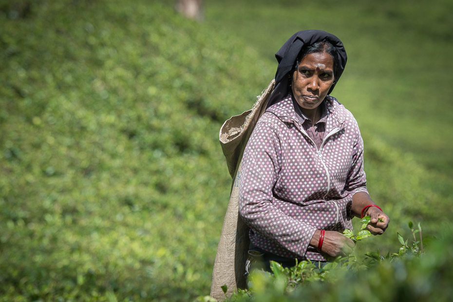  Zbiór herbaty Ludzie Nikon D7200 AF-S Nikkor 70-200mm f/2.8G Sri Lanka 0 Natura Zielony roślina trawa drzewo zabawa dziewczyna trawnik uśmiech rekreacja