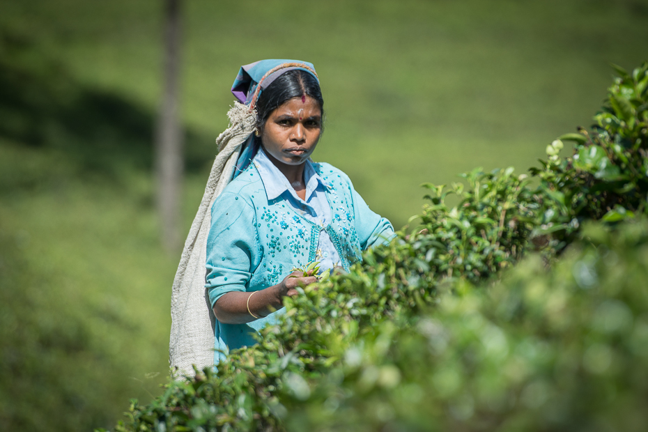  Zbiór herbaty Ludzie Nikon D7200 AF-S Nikkor 70-200mm f/2.8G Sri Lanka 0 Zielony roślina trawa dziewczyna rolnictwo drzewo plantacja zabawa panna młoda pole
