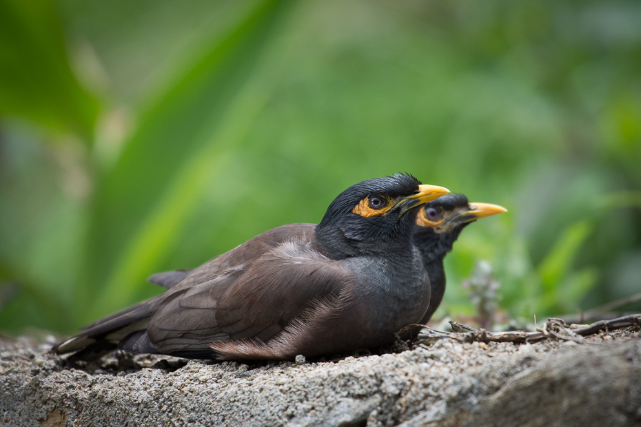  Gwarek Ptaki Nikon D7200 NIKKOR 200-500mm f/5.6E AF-S Sri Lanka 0 ptak dziób acridotheres fauna pospolita myna kos organizm ptak przysiadujący dzikiej przyrody