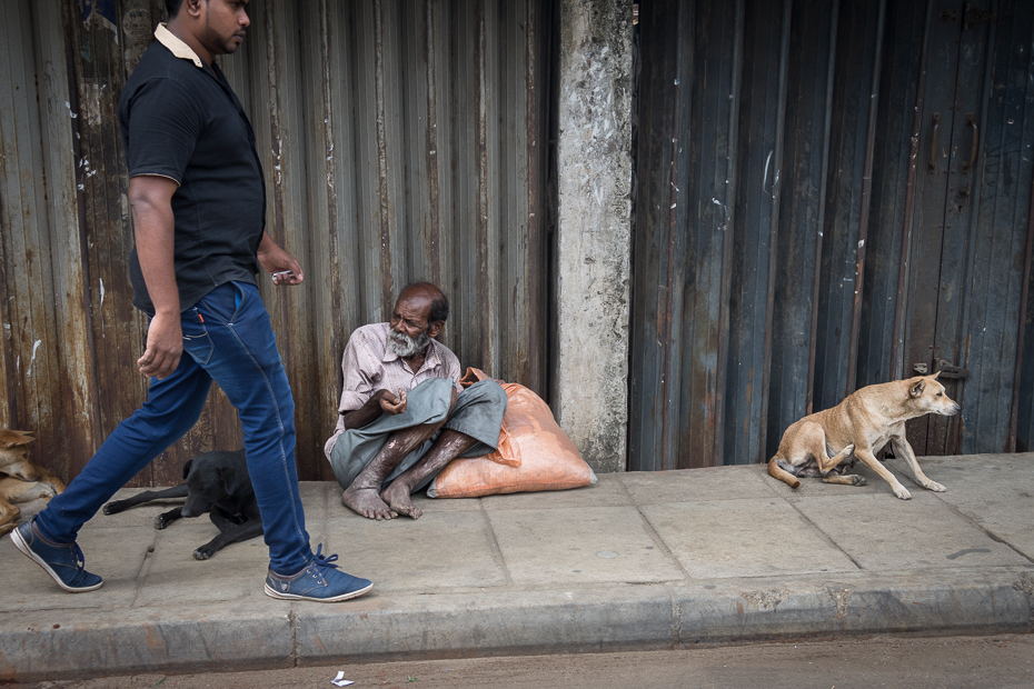  Książe żebrak Street Nikon D7200 AF-S Zoom-Nikkor 17-55mm f/2.8G IF-ED Sri Lanka 0 pies człowiek ssak kręgowiec pies jak ssak posiedzenie męski ludzkie zachowanie ulica