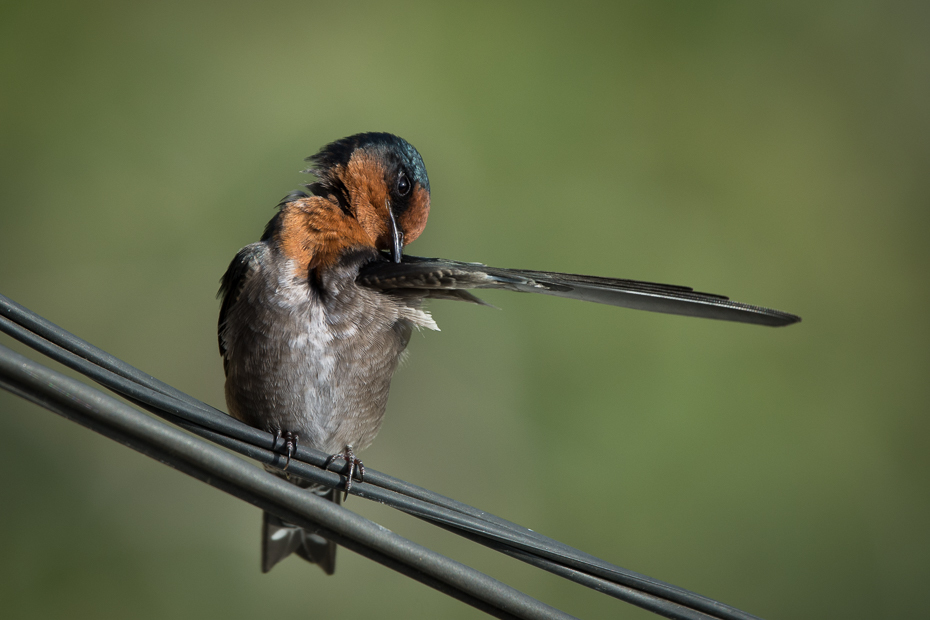  Dymówka Ptaki Nikon D7200 Sigma 150-600mm f/5-6.3 HSM Sri Lanka 0 ptak fauna dziób Łyk dzikiej przyrody ścieśniać skrzydło flycatcher starego świata ptak przysiadujący organizm