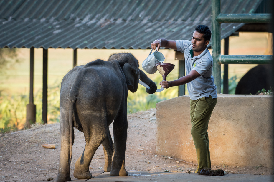  Karmienie słonika Ssaki Nikon D7200 NIKKOR 200-500mm f/5.6E AF-S Sri Lanka 0 słoń słonie i mamuty słoń indyjski ssak ogród zoologiczny Słoń afrykański fauna dzikiej przyrody świątynia kornak