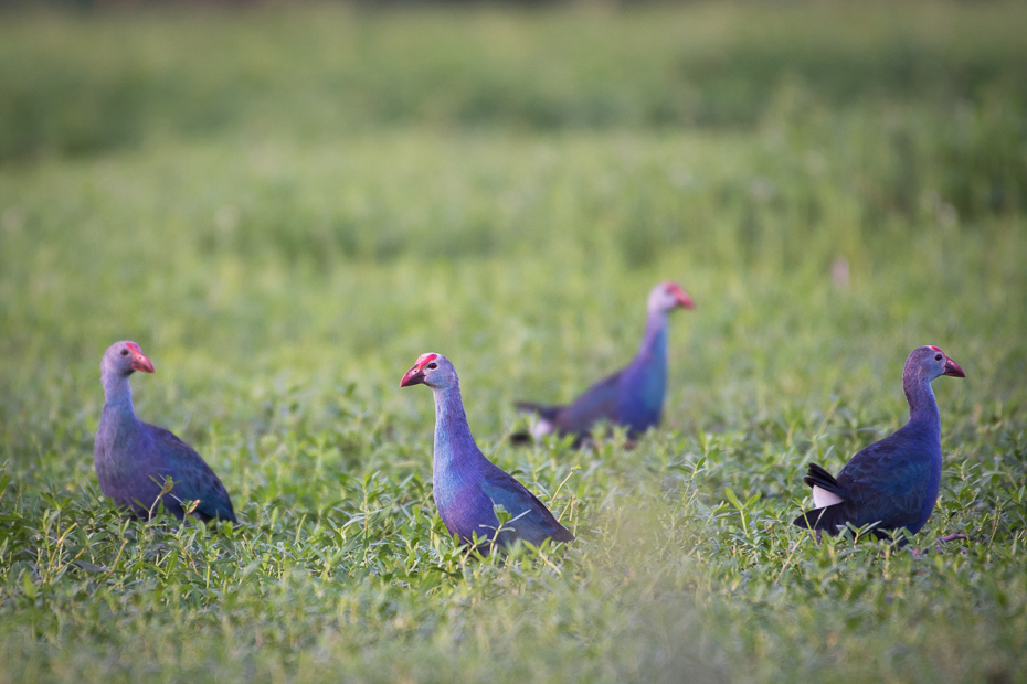  Modrzyk Ptaki Nikon D7200 NIKKOR 200-500mm f/5.6E AF-S Sri Lanka 0 ptak galliformes trawa dziób ptactwo dzikiej przyrody ecoregion łąka pole