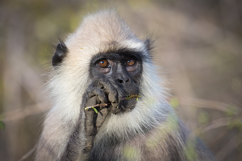  Hulman czubaty Ssaki Nikon D7200 NIKKOR 200-500mm f/5.6E AF-S Sri Lanka 0 fauna ssak makak dzikiej przyrody prymas oko stary świat małpa pysk ścieśniać futro