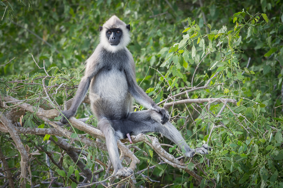  Hulman czubaty Ssaki Nikon D7200 NIKKOR 200-500mm f/5.6E AF-S Sri Lanka 0 fauna dzikiej przyrody prymas drzewo roślina makak stary świat małpa organizm trawa dżungla