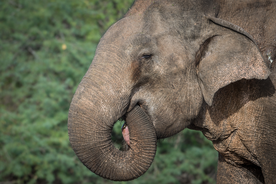  Słoń cejloński Ssaki Nikon D7200 NIKKOR 200-500mm f/5.6E AF-S Sri Lanka 0 słoń słonie i mamuty dzikiej przyrody zwierzę lądowe słoń indyjski fauna ssak Słoń afrykański nos kieł