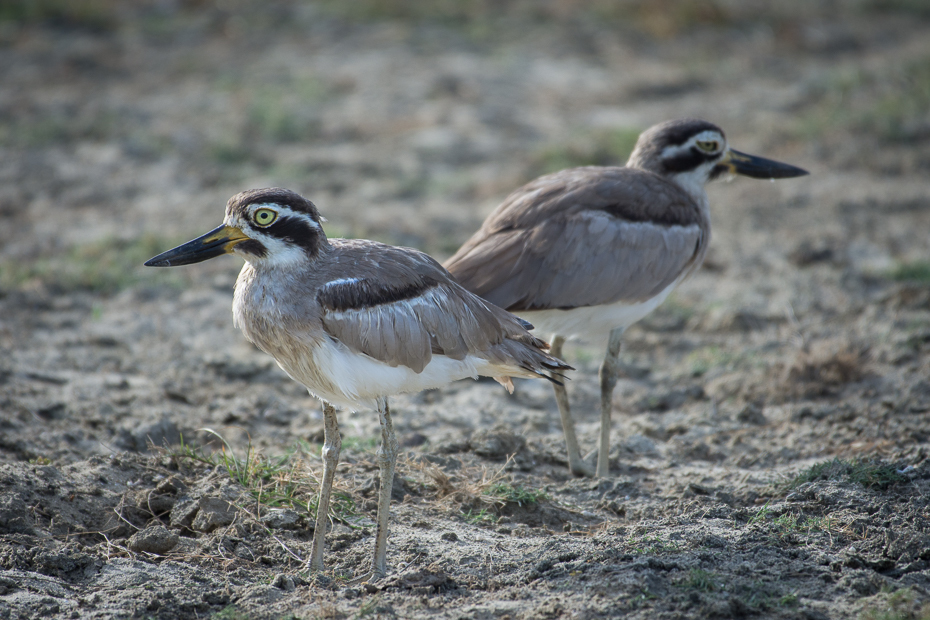  Kulon wielkodzioby Ptaki Nikon D7200 NIKKOR 200-500mm f/5.6E AF-S Sri Lanka 0 ptak ekosystem fauna dziób shorebird dzikiej przyrody wodny ptak ecoregion