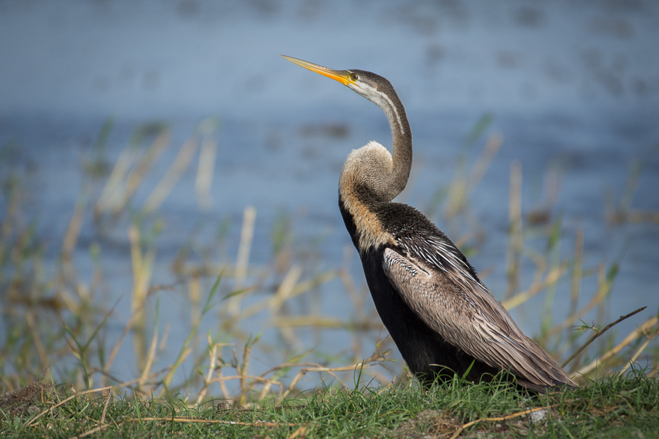  Wężówka indyjska Ptaki Nikon D7200 NIKKOR 200-500mm f/5.6E AF-S Sri Lanka 0 ptak dziób fauna dzikiej przyrody woda kormoran czapla