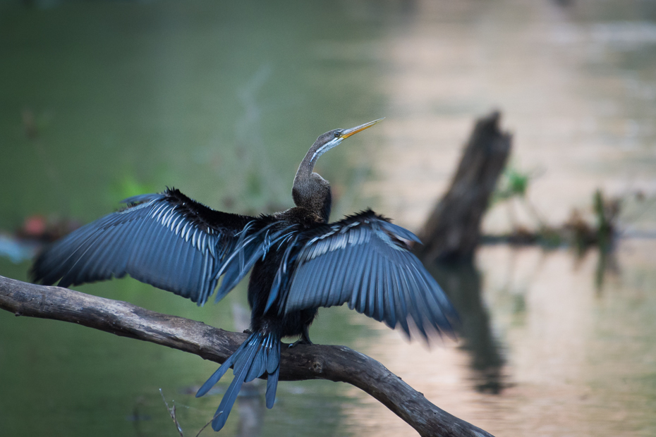  Wężówka indyjska Ptaki Nikon D7200 NIKKOR 200-500mm f/5.6E AF-S Sri Lanka 0 ptak dziób dzikiej przyrody fauna woda skrzydło kormoran pióro