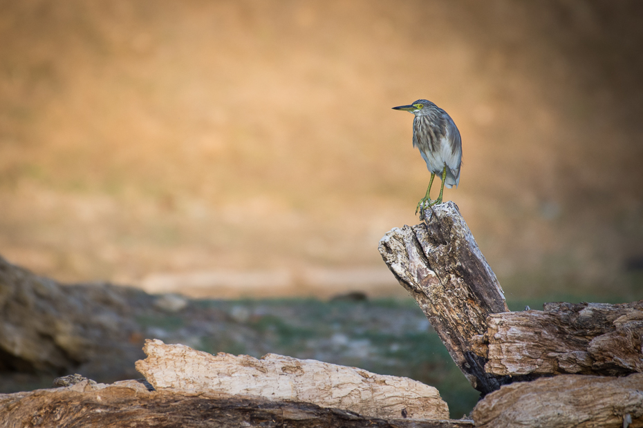  Czapla siodłata Ptaki Nikon D7200 NIKKOR 200-500mm f/5.6E AF-S Sri Lanka 0 ptak fauna dziób dzikiej przyrody