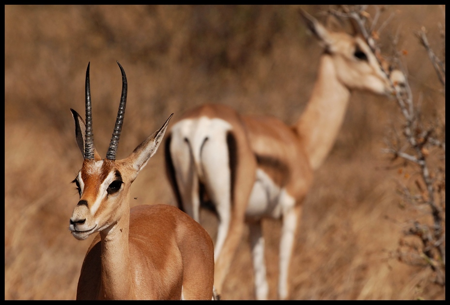  Impala Przyroda impala ssaki kenya Nikon D200 Sigma APO 500mm f/4.5 DG/HSM Kenia 0 dzikiej przyrody gazela fauna springbok zwierzę lądowe ssak antylopa ekosystem róg